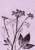 Soft Mauve Ground Elder Print A5 Postcard